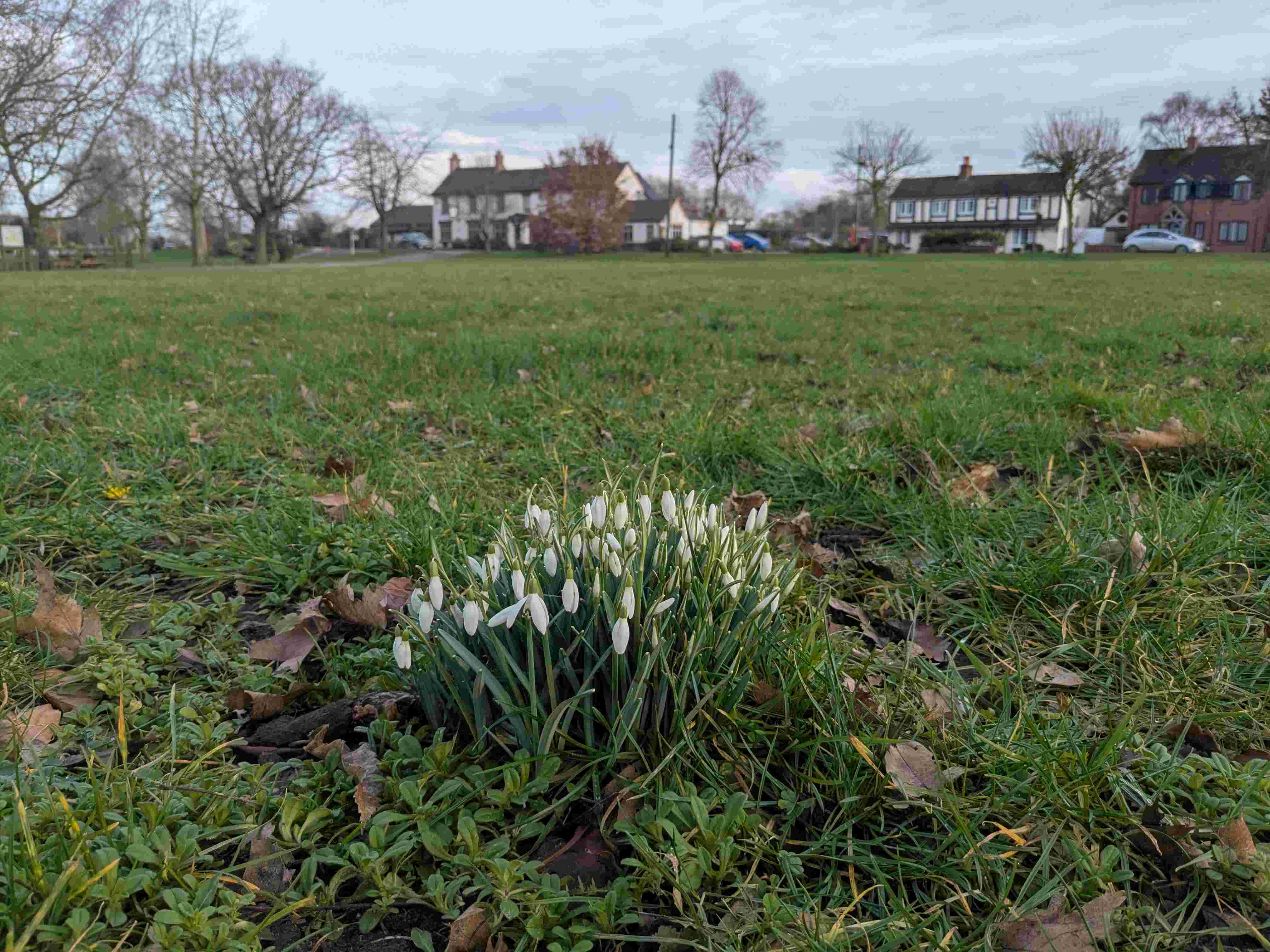 Snowdrops on the village green